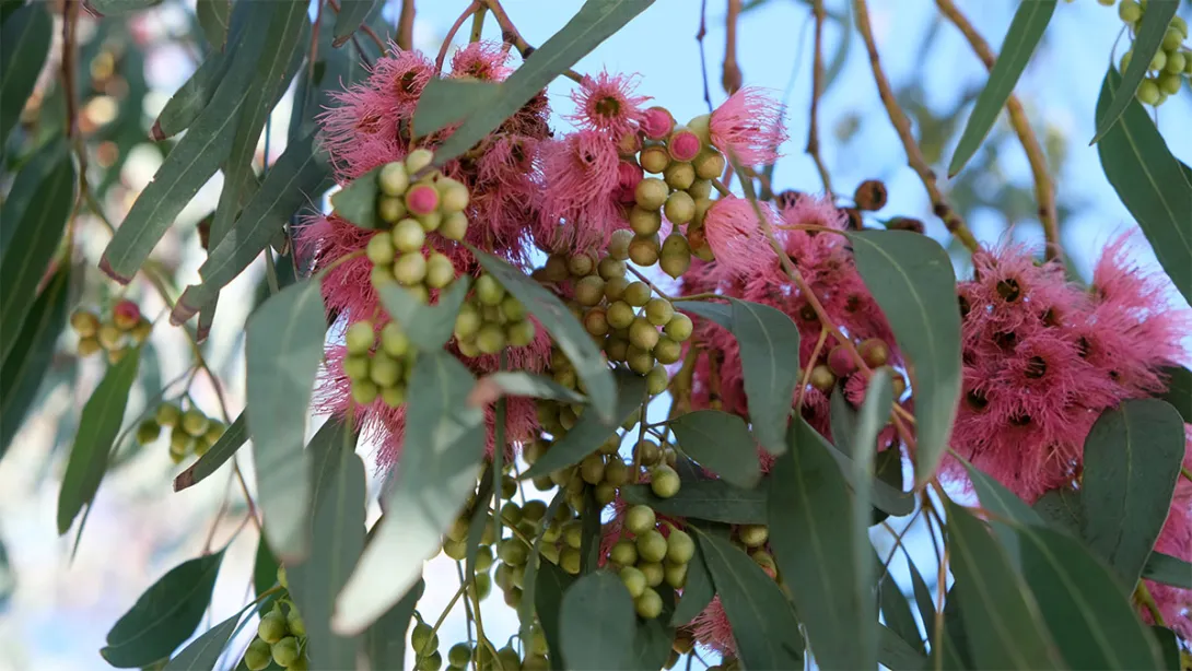 Eucalyptus leaves and pink flowers