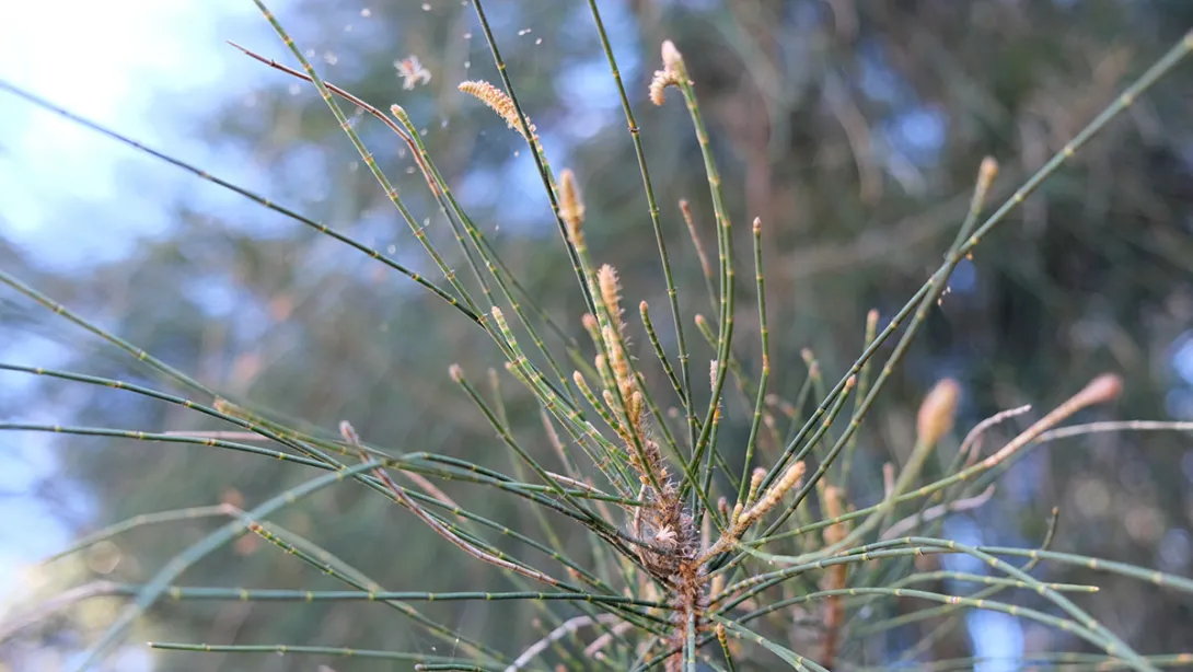 Swamp Sheoak Casuarina glauca plant