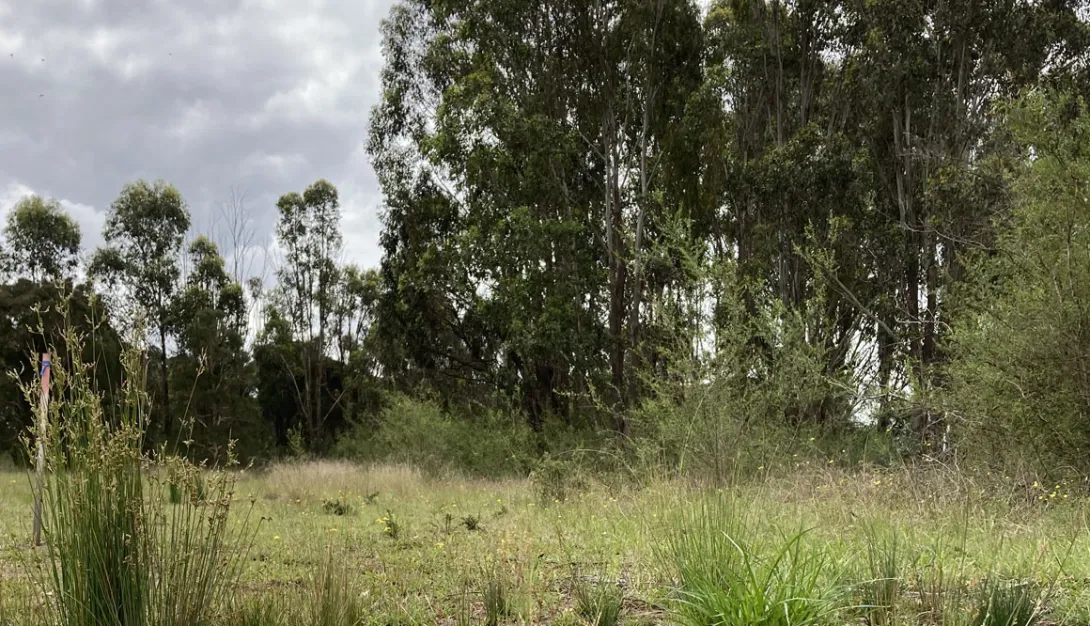 Trees and bushland