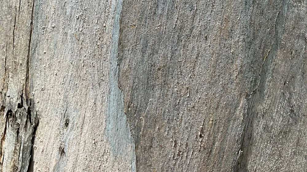Tree bark